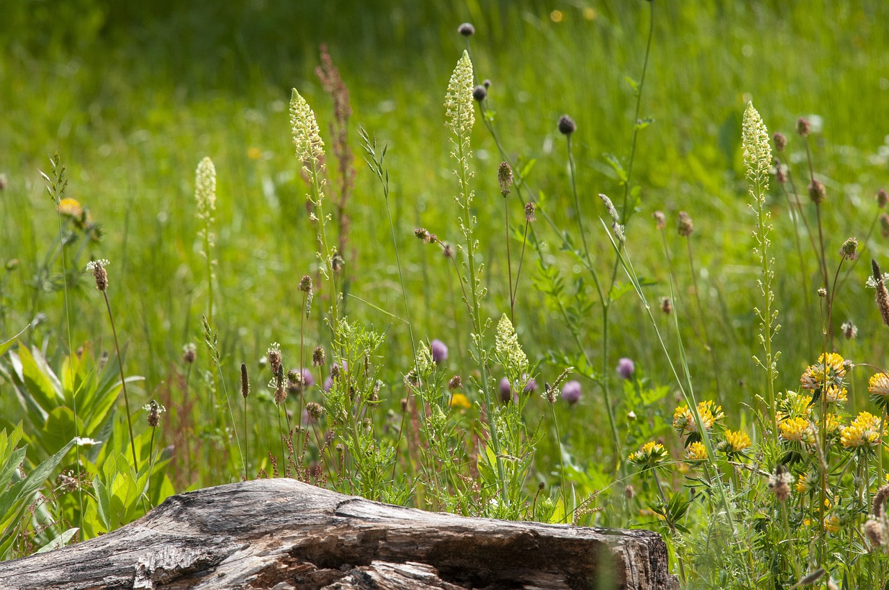 Conserving the Silent Sustainers - The Need for Soil Biodiversity Conservation